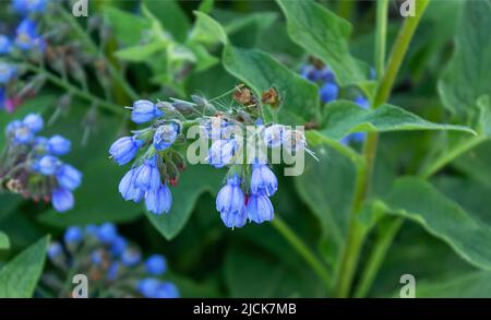 Beautiful blue flowers of Symphytum caucasicum also known as banewell, blue comfrey or caucasian comfrey blooming in summer park Stock Photo