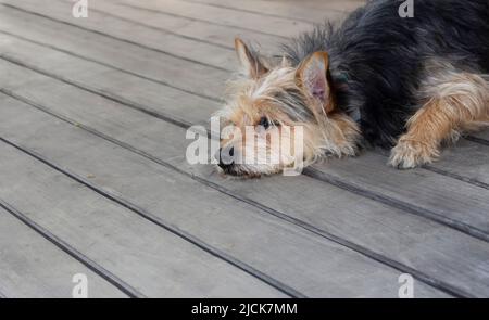 The dog lies on the wooden floor. Yard dog. Summer day, the dog is tired. Stock Photo