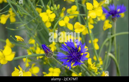 Beautiful Bouquet Of Cornflower And Rapeseed Flowers. Stock Photo