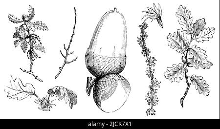 sessile oak, Quercus petraea,  (garden book, 1877), Traubeneiche, chêne rouvre Stock Photo