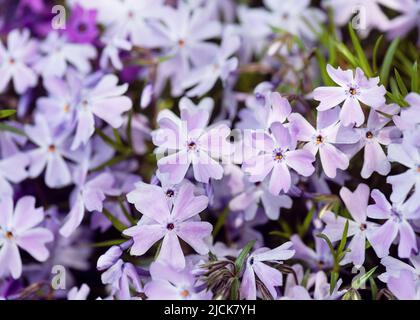 Beautiful pastel rose phlox subulate flowers in the garden. Bright beautiful flower covering the ground. Beautiful pastel rose phlox subulate flowers Stock Photo