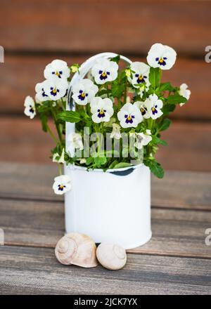 Beautiful white and dark blue horned pansy flowers in a metal flowerpot with snail house on garden wooden table Stock Photo