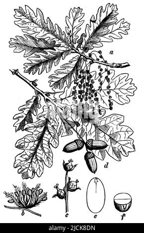 French oak, a flowering branch, faded, b stamen flower, c fruit flowers, d fruit branch, e, f transverse and longitudinal section of the acorn, Quercus robur,  (botany book, 1898), Stieleiche, a Blütenzweig, verkl., b Staublattblüte, c Fruchtblüten, d Fruchtzweig, e, f  Quer- u. Längsschnitt der Eichel, chêne pédonculé, a rameau floral, f fleurs de l'étamine, c fleurs du fruit, d rameau fructifère, e, f coupe transversale et longitudinale du gland Stock Photo