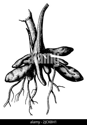 lesser celandine, tuberous root, Ficaria verna Syn. Ranunculus ficaria,  (botany book, 1897), Scharbockskraut, knollenförmige Wurzel, ficaire, racine tubéreuse Stock Photo