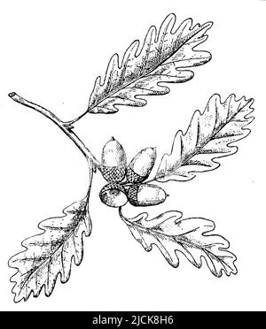 sessile oak, Quercus petraea,  (botany book, 1910), Traubeneiche, chêne rouvre Stock Photo