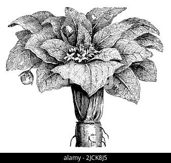 mandrake, with flower and fruit, Mandragora officinarum,  (botany book, 1910), Alraune, mit Blüte und Frucht, Mandragore, avec fleur et fruit Stock Photo