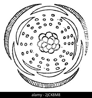 lesser celandine, flower diagram, Ficaria verna Syn. Ranunculus ficaria,  (, 1901), Scharbockskraut, Blütendiagramm, ficaire, diagramme de la fleur Stock Photo