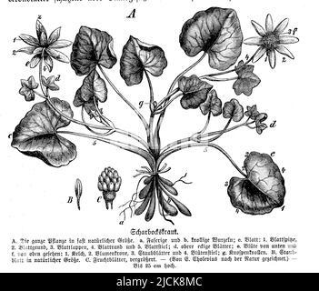 lesser celandine, Ficaria verna Syn. Ranunculus ficaria,  (schoolbook, 1908), Scharbockskraut, ficaire Stock Photo