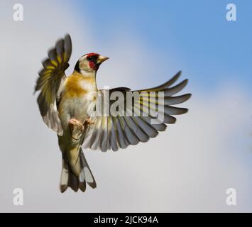 Goldfinch in flight Stock Photo