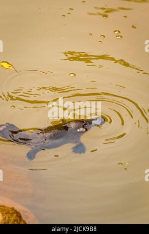 Close Up of Platypus (Ornithorhynchus anatinus) swimming in Peterson Creek, Yungaburra, Queensland, Australia. Stock Photo