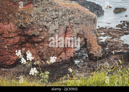 The Elephant Rock outcrop on the coast at Montrose in Scotland Stock Photo