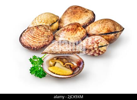 open en closed clams with shellfish isolated on white background. Stock Photo