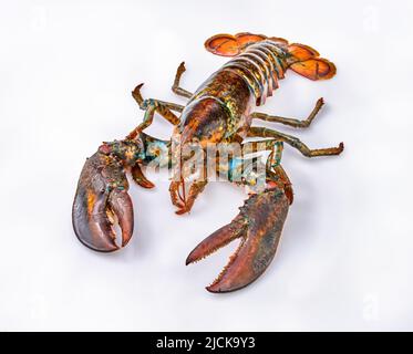 Alive Fresh Lobster on a white background Stock Photo