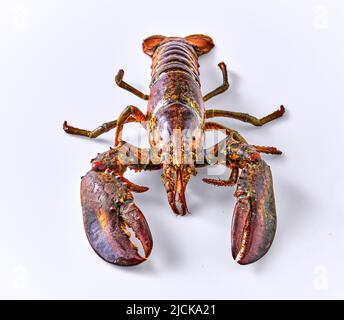 Alive Fresh Lobster on a white background Stock Photo