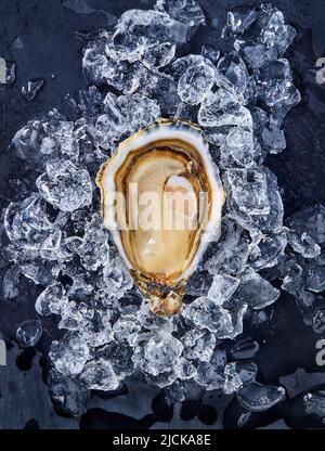 Open fresh raw oyster clams on ice isolated and ready to eat. Stock Photo