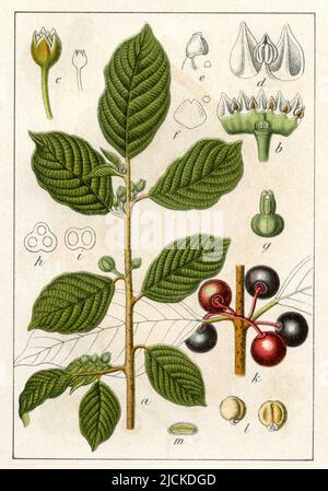alder buckthorn Rhamnus frangula Syn. Frangula alnus,  (botany book, 1902), Faulbaum Stock Photo
