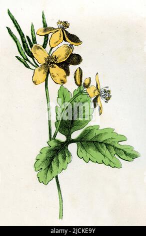 greater celandine Chelidonium majus,  (botany book, ), Schöllkraut Stock Photo