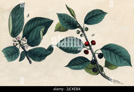 alder buckthorn Rhamnus frangula Syn. Frangula alnus,  (botany book, 1879), Faulbaum Stock Photo