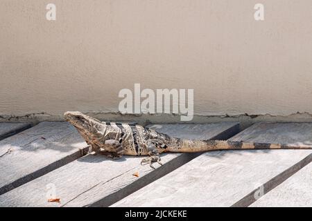 An iguana on a wooden floor in Mexico Stock Photo