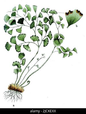 maidenhair fern Adiantum capillus-veneris,  (botany book, 1909), Frauenhaarfarn Stock Photo