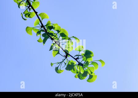 Green Ginkgo of spring with blue sky background Stock Photo