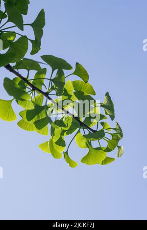 Green Ginkgo of spring with blue sky background Stock Photo
