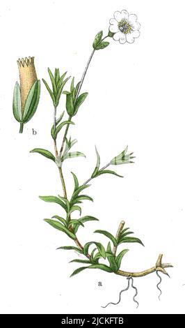 field mouse-ear Cerastium arvense,  (botany book, 1909), Acker-Hornkraut Stock Photo