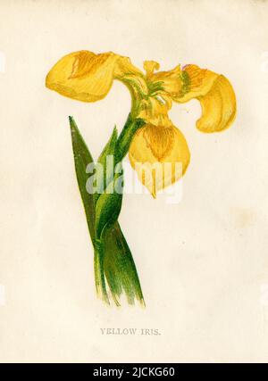 yellow flag Iris pseudacorus,  (, ), Sumpf-Schwertlilie Stock Photo