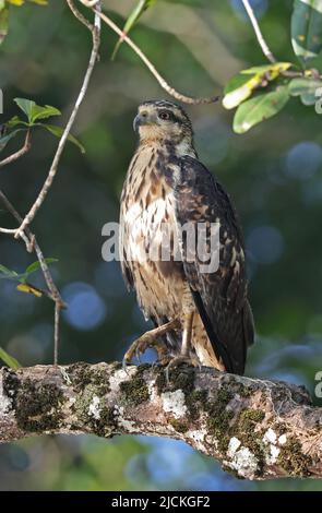 Common Black Hawk (Buteogallus anthracinus bangsi) immature perched on branch Carara, Costa Rica                 March Stock Photo