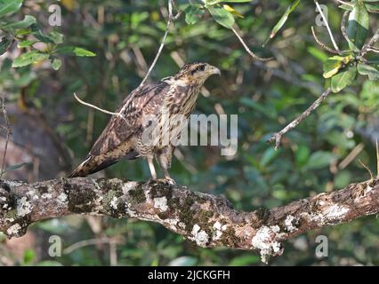 Common Black Hawk (Buteogallus anthracinus bangsi) immature perched on branch Carara, Costa Rica                 March Stock Photo