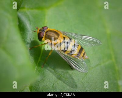 A hoverfly (Syrphus ribesii) sitting on a green leaf, sunny day in springtime, Vienna (Austria) Stock Photo
