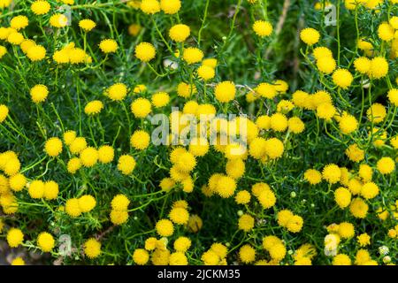 Chrysocoma coma-aurea an evergreen spring summer flowering shrub plant with a yellow springtime button flower, stock photo image Stock Photo