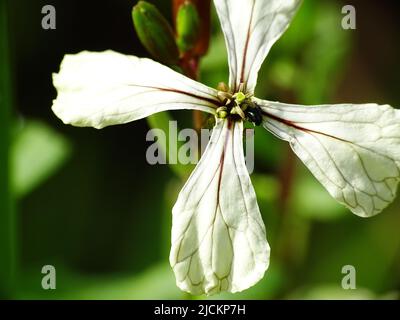 super macro of a white arugula (Eruca vesicaria ssp. sativa) flower with a green blurred background Stock Photo