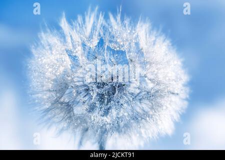 A white fluffy dandelion on a background a blue sky with drops of water. A round ball head of a summer plant, flower and dew close-up. Stock Photo