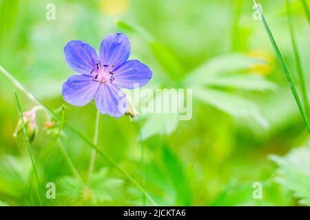Wild woodland geranium sylvaticum in the forest. Closeup of a blue flower in grass. Spring or summer blurred focus background with copy space. Stock Photo