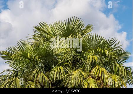 Leaves of palm trees on cloudy sky background. Stock Photo