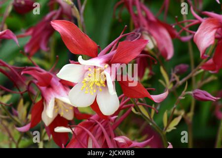 Aquilegia Red Hobbit Columbine Red Hobbit spurred red flowers with white inner petals Stock Photo