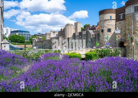 Colourful flowers around the Tower of London, Tower Hill, London, UK, during the Superbloom Queen's Platinum Jubilee display. Purple plants Stock Photo