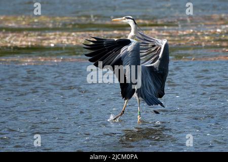 Prague, Czech Republic. 14th June, 2022. A gray heron stands in the sunshine in the Vltava river in Prague the Czech Republic. (Credit Image: © Slavek Ruta/ZUMA Press Wire) Stock Photo