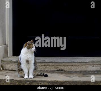 Larry the Cat - Chief Mouser to the Cabinet Office since 2011 - in Downing Street June 2022 Stock Photo