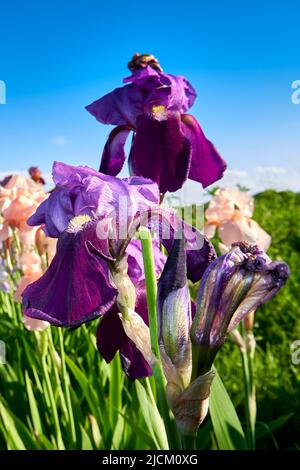 Blooming irises close up. Blooming irises against the background of green grass and blue sky Stock Photo