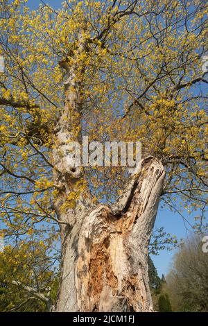 Isolated remains of Quercus robor oak tree in grazed field exposed to wind and lightning risk surviving a huge branch being ripped off Stock Photo