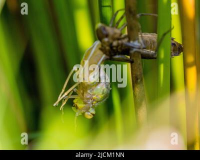 Aberystwyth, Ceredigion, Wales, UK. 14th June 2022. A warm spring morning and an emperor dragonfly is emerging from its shell (exuvia) as it clings to a sturdy grass stem at the edge of a pond. The adults lay eggs each summer and these hatch after three weeks. The larva then take 2 years to fully develop inside the hard shell. They then climb out of the water and the exuvia splits at the back and the adult pulls its head and thorax out of the shell. It slowly pulls its abdomen out as it hangs upside down. It will then turn itself head up to pull the last segment of abdomen out. The wings slowl Stock Photo