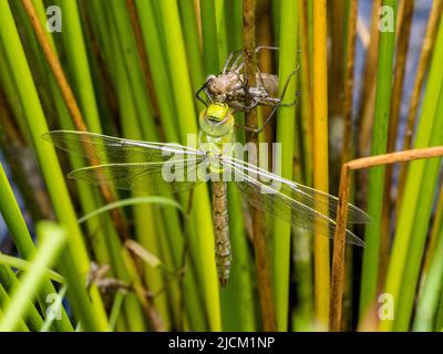 Aberystwyth, Ceredigion, Wales, UK. 14th June 2022. A warm spring morning and an emperor dragonfly is emerging from its shell (exuvia) as it clings to a sturdy grass stem at the edge of a pond. The adults lay eggs each summer and these hatch after three weeks. The larva then take 2 years to fully develop inside the hard shell. They then climb out of the water and the exuvia splits at the back and the adult pulls its head and thorax out of the shell. It slowly pulls its abdomen out as it hangs upside down. It will then turn itself head up to pull the last segment of abdomen out. The wings slowl Stock Photo