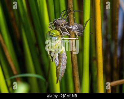 Aberystwyth, Ceredigion, Wales, UK. 14th June 2022. A warm spring morning and an emperor dragonfly is emerging from its shell (exuvia) as it clings to a sturdy grass stem at the edge of a pond. The adults lay eggs each summer and these hatch after three weeks. The larva then take 2 years to fully develop inside the hard shell. They then climb out of the water and the exuvia splits at the back and the adult pulls its head and thorax out of the shell. It slowly pulls its abdomen out as it hangs upside down. It will then turn itself head up to pull the last segment of abdomen out. The wings slowl Stock Photo