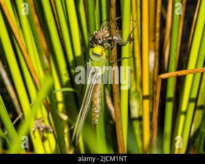 Aberystwyth, Ceredigion, Wales, UK. 14th June 2022. A warm spring morning and an emperor dragonfly is emerging from its shell (exuvia) as it clings to a sturdy grass stem at the edge of a pond. The adults lay eggs each summer and these hatch after three weeks. The larva then take 2 years to fully develop inside the hard shell. They then climb out of the water and the exuvia splits at the back and the adult pulls its head and thorax out of the shell. It slowly pulls its abdomen out as it hangs upside down. It will then turn itself head up to pull the last segment of abdomen out. The wings slowl Stock Photo