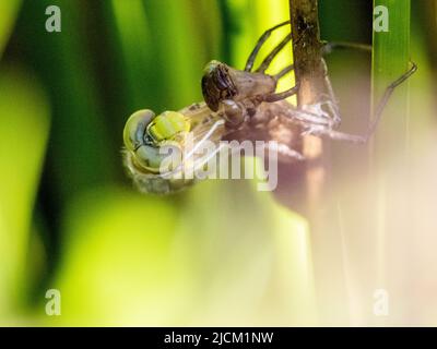 Aberystwyth, Ceredigion, Wales, UK. 14th June 2022. A warm spring morning and an emperor dragonfly is emerging from its shell (exuvia) as it clings to a sturdy grass stem at the edge of a pond. The adults lay eggs each summer and these hatch after three weeks. The larva then take 2 years to fully develop inside the hard shell. They then climb out of the water and the exuvia splits at the back and the adult pulls its head and thorax out of the shell. It slowly pulls its abdomen out as it hangs upside down. It will then turn itself head up to pull the last segment of abdomen out. The wings slowl Stock Photo