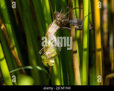 Aberystwyth, Ceredigion, Wales, UK. 14th June 2022. A warm spring morning and an emperor dragonfly is emerging from its shell (exuvia) as it clings to a sturdy grass stem at the edge of a pond. The adults lay eggs each summer and these hatch after three weeks. The larva then take 2 years to fully develop inside the hard shell. They then climb out of the water and the exuvia splits at the back and the adult pulls its head and thorax out of the shell. It slowly pulls its abdomen out as it hangs upside down. It will then turn itself head up to pull the last segment of abdomen out. The wings slowl Stock Photo