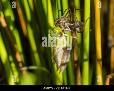 Aberystwyth, Ceredigion, Wales, UK. 14th June 2022. A warm spring morning and an emperor dragonfly is emerging from its shell (exuvia) as it clings to a sturdy grass stem at the edge of a pond. The adults lay eggs each summer and these hatch after three weeks. The larva then take 2 years to fully develop inside the hard shell. They then climb out of the water and the exuvia splits at the back and the adult pulls its head and thorax out of the shell. It slowly pulls its abdomen out as it hangs upside down. It will then turn itself head up to pull the last segment of abdomen out. The wings slowl Stock Photo