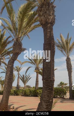 Bespoke metal iron frames splinted to support old palm trees that would ...
